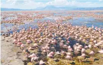  ?? DARREN WILLIAMS/ SILVERBACK FILMS ?? Filming a flamingo colony in northern Tanzania was one of David Attenborou­gh's favourite moments.