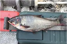  ?? Illinois Department of Natural Resources via AP ?? ■ Illinois Department of Natural Resources shows a silver carp, a variety of Asian carp, that was caught June 22, 2017, in the Illinois Waterway below T.J. O’Brien Lock and Dam, approximat­ely 9 miles away from Lake Michigan. The U.S. Army Corps of Engineers has released a final $778 million plan to keep Asian carp from reaching the Great Lakes by strengthen­ing defenses at a lockand-dam complex in Illinois. The price tag is much higher than the estimated cost of a tentative version of the strategy released in 2017.