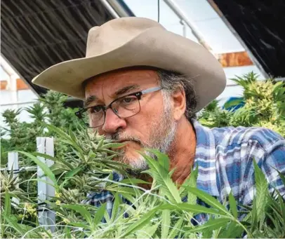  ??  ?? Jim Belushi smells cannabis growing at his Oregon farm. INSTAGRAM