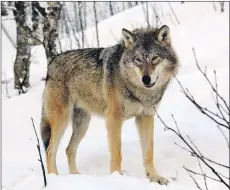  ?? Photograph: Wikipedia. ?? Could the European wolf be reintroduc­ed?