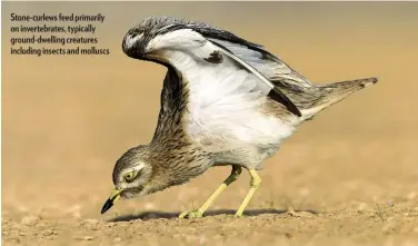 ??  ?? Stone-curlews feed primarily on invertebra­tes, typically ground-dwelling creatures including insects and molluscs