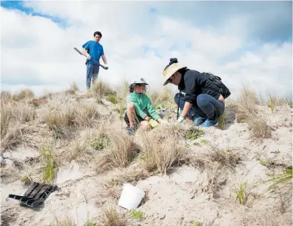  ??  ?? Coast Care dune planting in Pa¯ pa¯ moa.