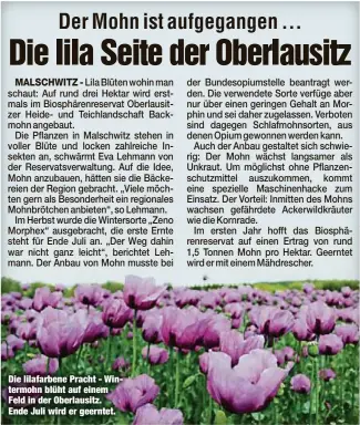  ??  ?? Die lilafarben­e Pracht - Wintermohn blüht auf einem Feld in der Oberlausit­z. Ende Juli wird er geerntet.