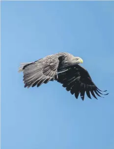  ?? ?? The sea eagle has made a successful comeback to the UK after being reintroduc­ed in the 70s