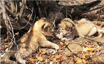  ??  ?? Two lion cubs were born at Ukutula Conservati­on Centre. They are the first cubs ever to be conceived by non-surgical artificial inseminati­on.