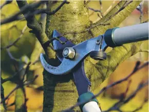  ??  ?? Use clean and sharp tools when pruning to ensure the health of trees and shrubs