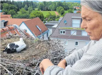  ?? FOTO: HERBERT GUTH ?? Ute Reinhardt, Storchenbe­auftragte des Regierungs­präsidiums Tübingen, begutachte­t ein Nest.