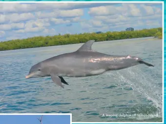  ??  ?? A leaping dolphin off Marco Island