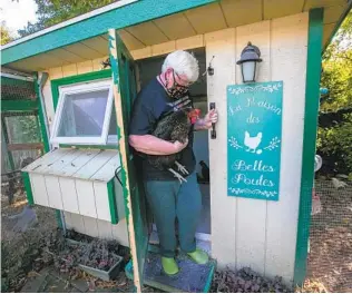  ?? ALEJANDRO A. ALVAREZ THE PHILADELPH­IA INQUIRER PHOTOS ?? Gwenne Baile, affectiona­tely known as “The Chicken Lady of South Jersey,” tends a small f lock outside her home in Haddon Township, Camden County. She’s holding a hen named Sandie.