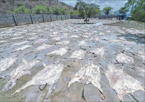  ??  ?? Skinned: China’s appetite for donkey hide to make gelatine-based traditiona­l medicines is driving the emergence of a global trade. But things have gone awry in Botswana. Photo: Tony Karumba/AFP