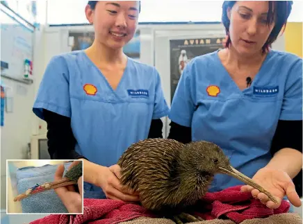  ?? PHOTO: DAVID UNWIN/FAIRFAX NZ ?? Wildlife technician Jamie Park and supervisor wildlife technician Pauline Nijman prepare to farewell a Haast tokoeka kiwi they have been taking care of for four months. Inset: The kiwi’s beak brace.