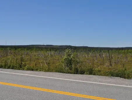  ??  ?? À gauche, prise de vue aérienne du feu de forêt qui, en 2013, a embrasé 350000 hectares du territoire de la Baie-James. À droite, la route qui porte encore les meurtrissu­res de cet incendie considéré comme le plus important de l’histoire du Québec.
