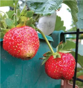  ??  ?? Strawberri­es can grow in warm areas as long as they are well-cared for.