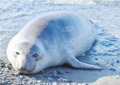  ?? VIA JACQUES SIROIS ?? Emerson was seen sunning himself in McNeill Bay Tuesday morning before dipping back into the water.