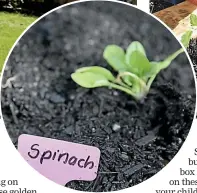  ?? PICTURES: RICKY WILSON/STUFF ?? Far left: Holly Jean Brooker loves letting Billie, left, and Hudson help her in the garden.