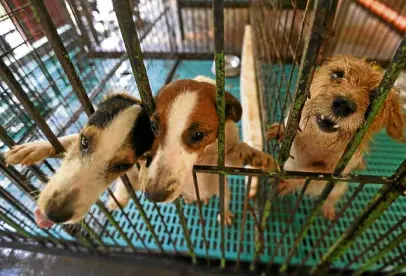  ?? —PHOTOS BY LYN RILLON ?? ADOPT US, PLEASE Mamoth (right), and two Jack Russell terrier pups greet possible adopters with pleading eyes.