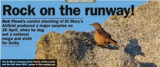  ??  ?? The St Mary’s Common Rock Thrush, Scilly’s sixth and the first since 2017, poses in the evening sun.
Common Rock Thrush: St Mary’s, Scilly, 26 April 2021