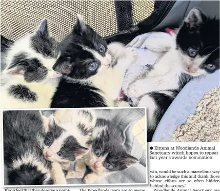  ??  ?? Kittens at Woodlands Animal Sanctuary which hopes to repeat last year’s awards nomination