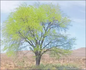  ?? Pictures: Supplied ?? The mesquite tree is an invasive alien vegetation that has taken over 8 million hectares of farmland in the Northern Cape.