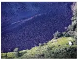  ?? TAMIR KALIFA / THE NEW YORK TIMES ?? Lava flows Wednesday near homes from a nearby
fissure in the Kilauea volcano around the area of Pahoa, Hawaii.