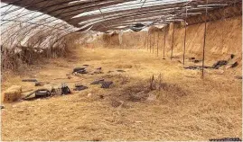  ?? ?? The abandoned vegetable shed where the suspects buried the body of the schoolboy in Handan City, Hebei Province. — IC