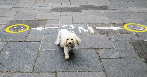  ?? PHOTO: GARETH CHANEY/COLLINS ?? Two-metre rule remains: Mimi, a Bichon Frise, in Merrion Square, Dublin, yesterday.