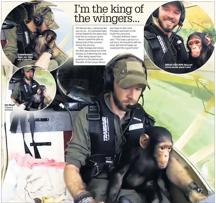  ??  ?? CO-PILOT Chimp & Anthony CHIMPANSEE Baby ape looks out of window GREAT ESC-APE Rescued chimp beside plane’s pilot