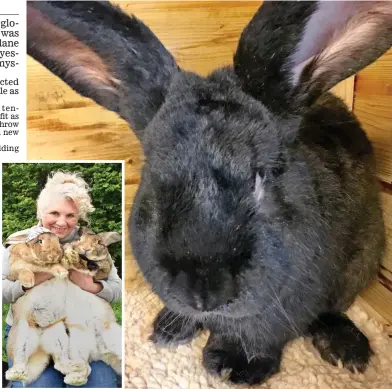  ??  ?? Prized: Simon the giant rabbit. Inset: Annette Edwards with Darius, right, and another pet