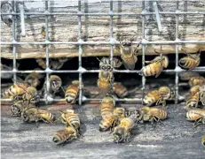  ?? J. SCOTT APPLEWHITE/AP ?? Honeybees work in a hive located in an apple grove at Hartland Orchard, a family farm near the the Blue Ridge Mountains in Markham, Va., in this file photo.