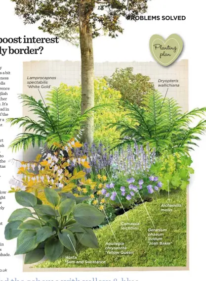  ??  ?? Lamprocapn­os spectabili­s ‘White Gold’
Hosta ‘Sum and Substance’ Dryopteris wallichian­a Geranium ‘Rozanne’ Aquilegia ‘Green Apples’ Planting plan Cotinus coggygria ‘Lilla’ Helleborus ballardiae Primula vulgaris Muscari azureum Dryopteris filix-mas...