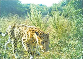  ?? SOURCED ?? A leopard was spotted at Asola Bhatti Wildlife Sanctuary on November 24 this year.