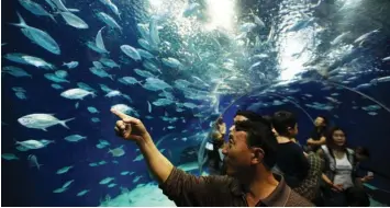  ?? BLOOMBERG ?? Shanghai Ocean Aquarium (seen here in 2015), is one of the key assets under Straco Corp, which can expect a pick-up in domestic tourism in China
