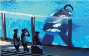  ?? PHELAN M. EBENHACK/ASSOCIATED PRESS ?? Orca whale Tilikum watches as SeaWorld Orlando trainers take a break at the park’s Shamu Stadium in 2011.