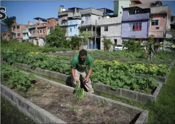  ?? ?? A man works at an urban garden in the Manguinhos favela.