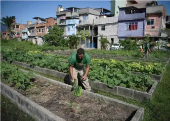 Rio’s urban gardens produce healthy food for the poor | The Borneo Post ...