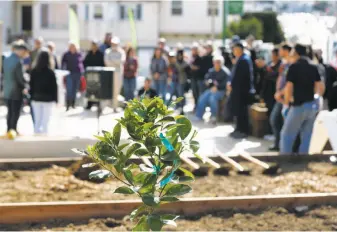  ??  ?? An orange tree sits near one of the garden plots as people gather for the grand opening.