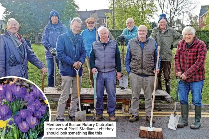  ?? ?? Members of Burton Rotary Club plant crocuses at Pirelli Stadium. Left: they should look something like this