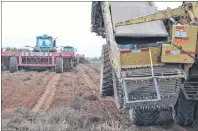  ?? ERIC MCCARTHY/JOURNAL PIONEER ?? Two six-row windrowers and a four-row harvester make quick work of a potato field in Glengarry.