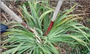  ?? LEE REICH VIA AP ?? This undated photo shows a clump of irises being divided in New Paltz, N.Y. Overgrown clumping perennials such as iris can be rejuvenate­d and brought down to size by dividing the clumps into smaller pieces for planting (and giving away).