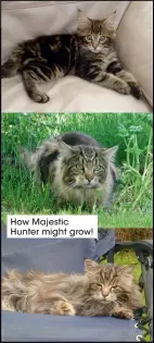  ?? ?? How Majestic Hunter might grow!