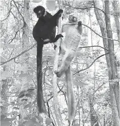  ??  ?? Male, left, and female blue-eyed black lemurs at Duke University’s Lemur Centre in Durham, North Carolina, home to the world’s largest collection of lemurs. Blue-eyed black lemurs are among the most endangered of all the world’s primates. — Photos by David Haring/Duke Lemur Centre