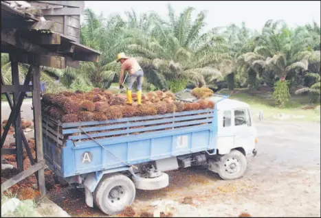  ??  ?? Palm oil estates, mills and refineries across the state are suffering from a decline in productivi­ty and yields due to problems with bringing foreign workers into Sarawak.