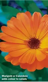  ??  ?? Marigold or Calendula adds colour to salads