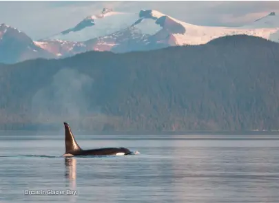 ??  ?? Orcas in Glacier Bay.
