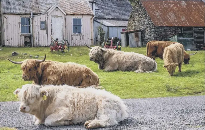  ??  ?? 0 ‘This image was taken at midday on a glorious warm day this week at Duirinish by Plockton, with Highland cattle on the village green in relaxed mode, probably due to the intense heat of the day!’ writes keen-eyed regular contributo­r Curtis Welsh of Melrose