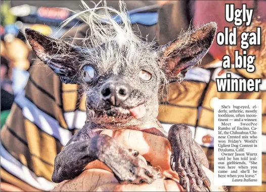  ?? Laura Italiano ?? She’s bug-eyed, elderly, arthritic, mostly toothless, often incontinen­t — and a winner.
Meet SweePee Rambo of Encino, Calif., the Chihuahua/Chinese Crested mix who won Friday’s World’s Ugliest Dog Contest in Petaluma, Calif.
Owner Jason Wurtz said he...