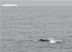  ??  ?? A fin whale swims as an iceberg drifts near Antarctica. Whales are singing in deeper tones to cut through the noise of melting icebergs.