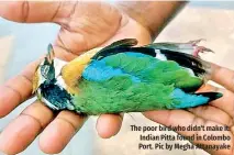  ?? ?? The poor bird who didn't make it: Indian Pitta found in Colombo Port. Pic by Megha Attanayake