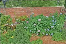  ?? CHRISTOPHE­R OQUENDO/AJC FILE ?? “My yard is blooming all year,” said Barbara English, whose back garden at her West End home contains hydrangeas, hostas, vincas and magnolias.
