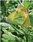  ?? Foto: Beate Vogl ?? Auf den Blättern sind diese Kohlweißli­n  ge in Höchstädt (Landkreis Dillingen) kaum zu erkennen.